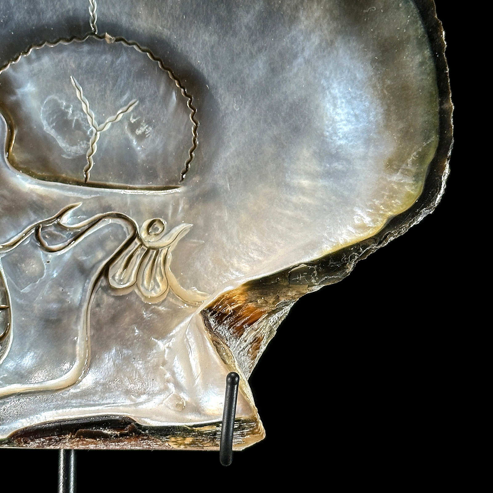 Engraved mother of pearl shell - Human skull motif - 6