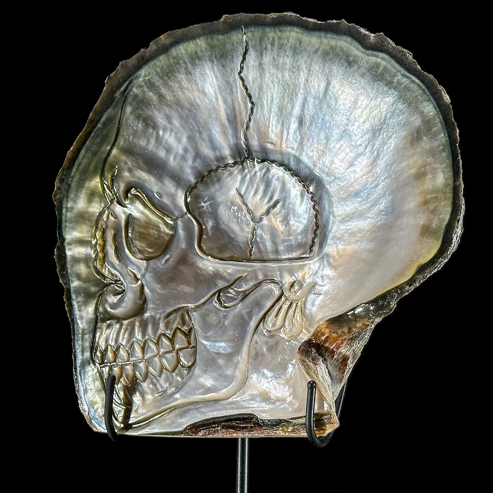 Engraved mother of pearl shell - Human skull motif - 8