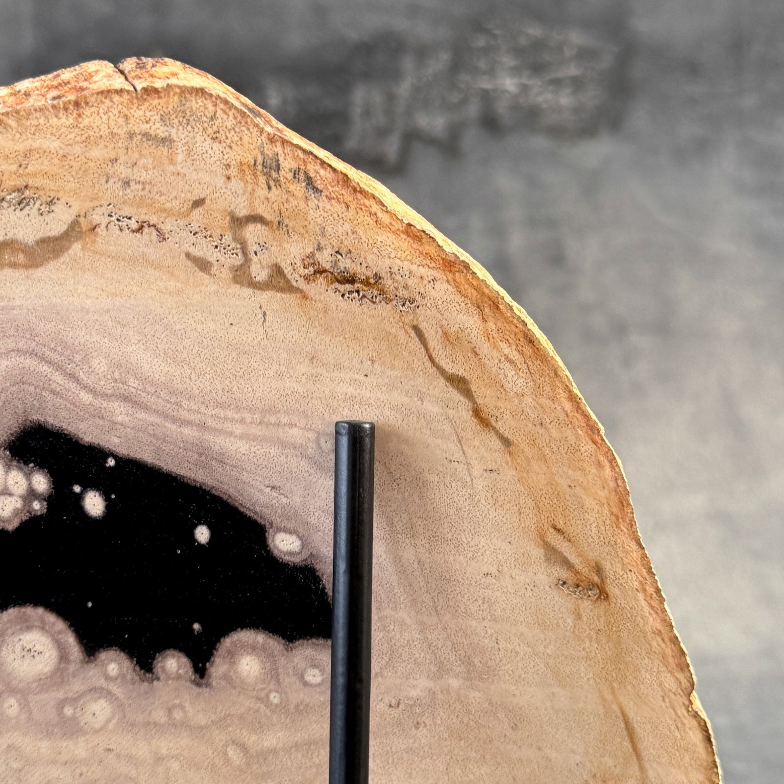 Beautiful slice of petrified wood on a custom stand - 9