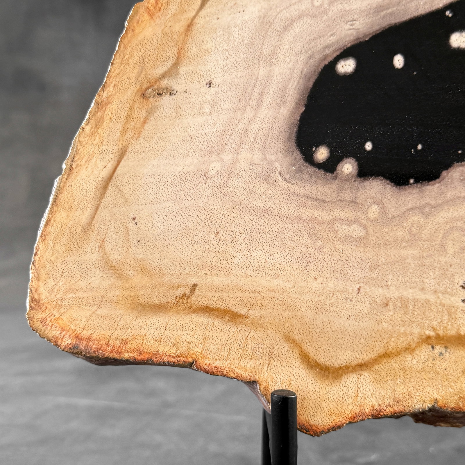Beautiful slice of petrified wood on a custom stand - 2