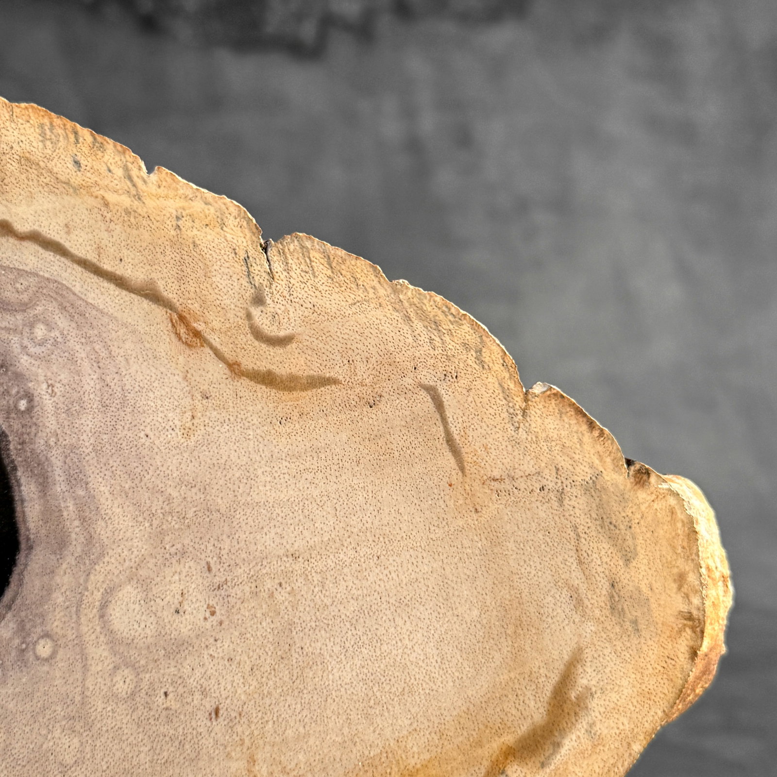 Beautiful slice of petrified wood on a custom stand - 3