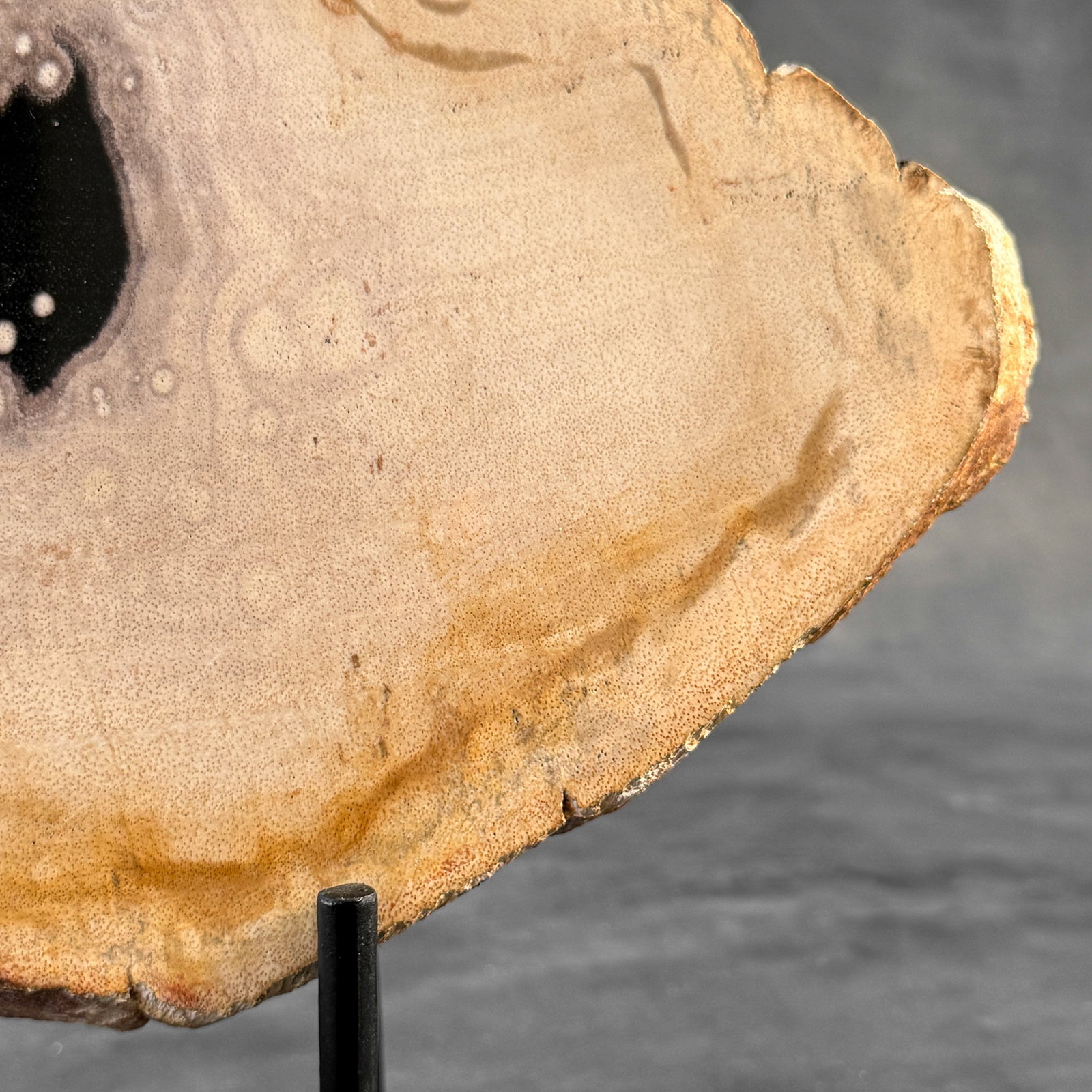 Beautiful slice of petrified wood on a custom stand - 4