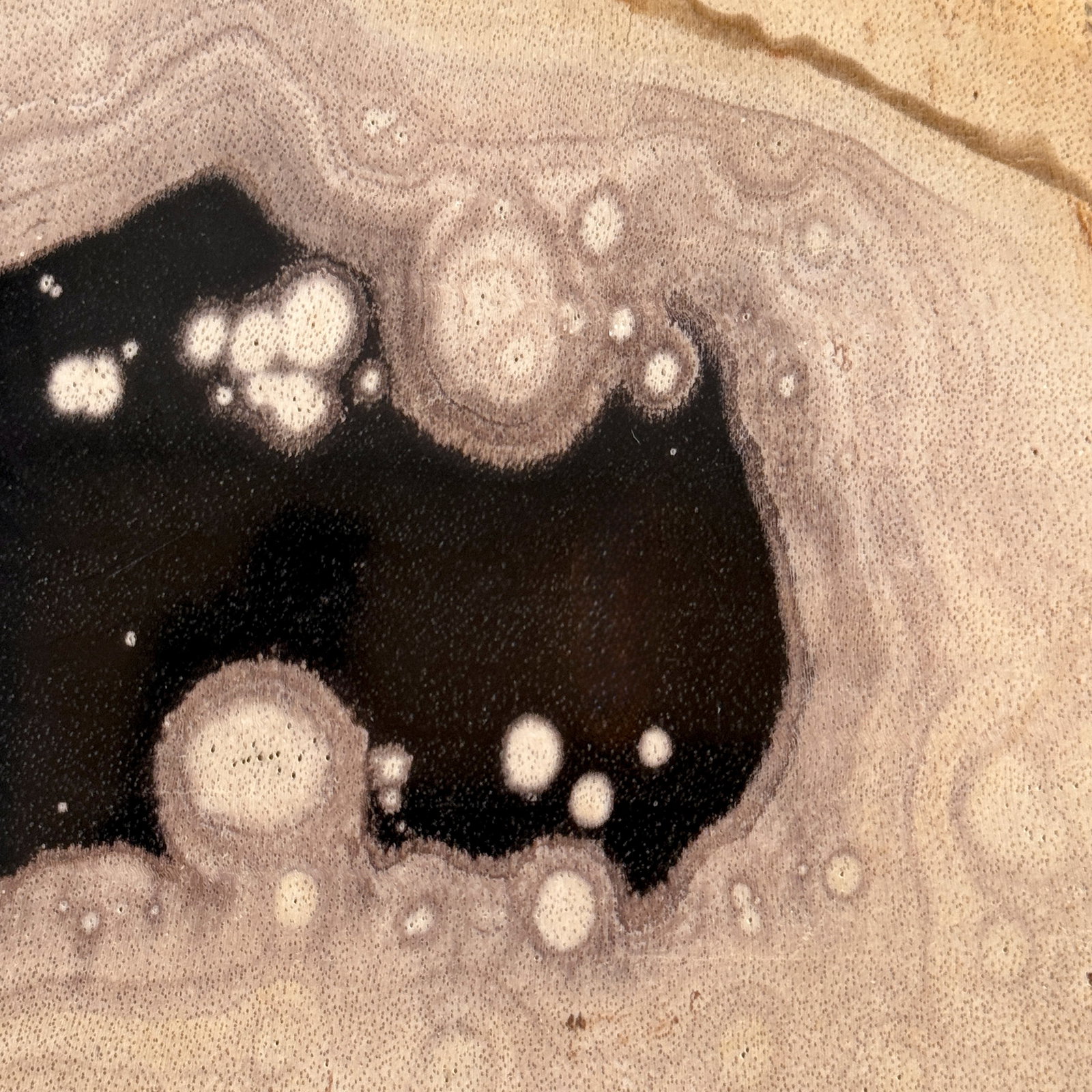 Beautiful slice of petrified wood on a custom stand - 5