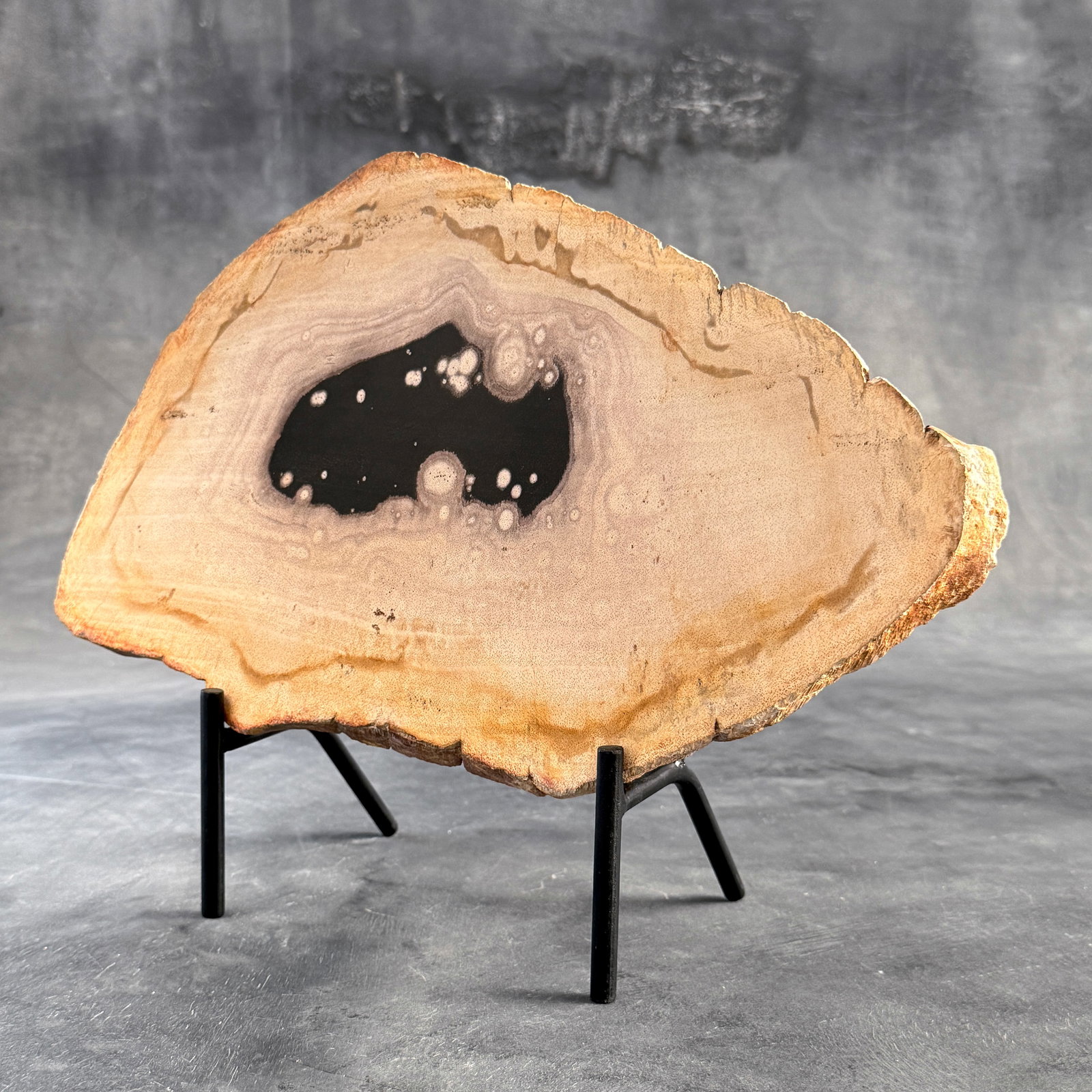 Beautiful slice of petrified wood on a custom stand - 6