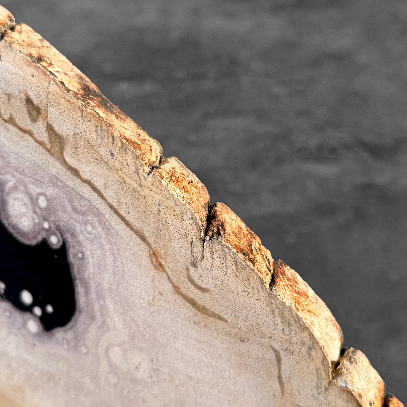 Beautiful slice of petrified wood on a custom stand - 7