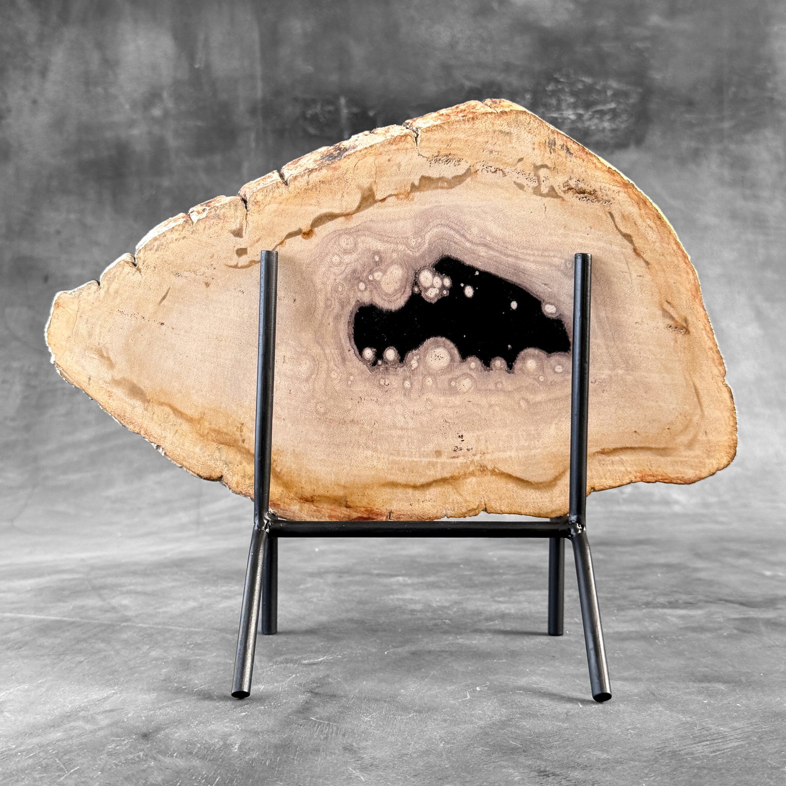 Beautiful slice of petrified wood on a custom stand - 8