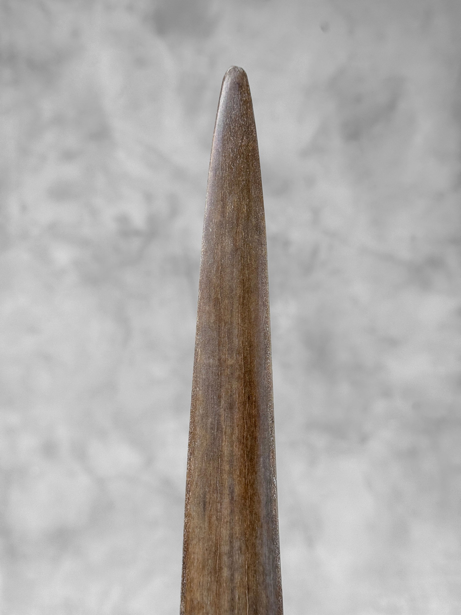 Swordfish tusk with stand - 9