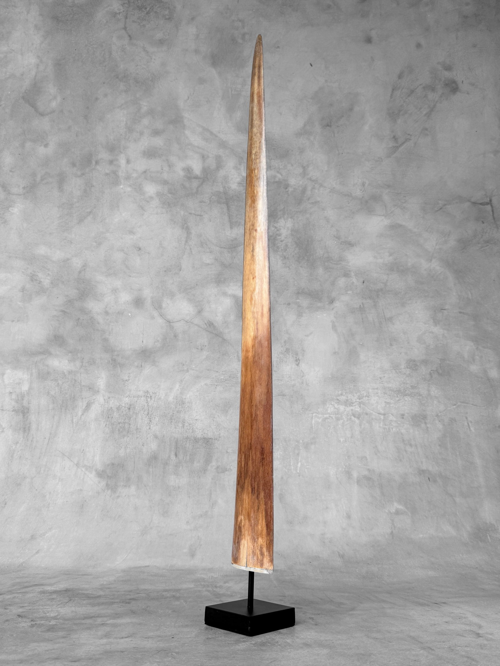 Swordfish tusk with stand - 2