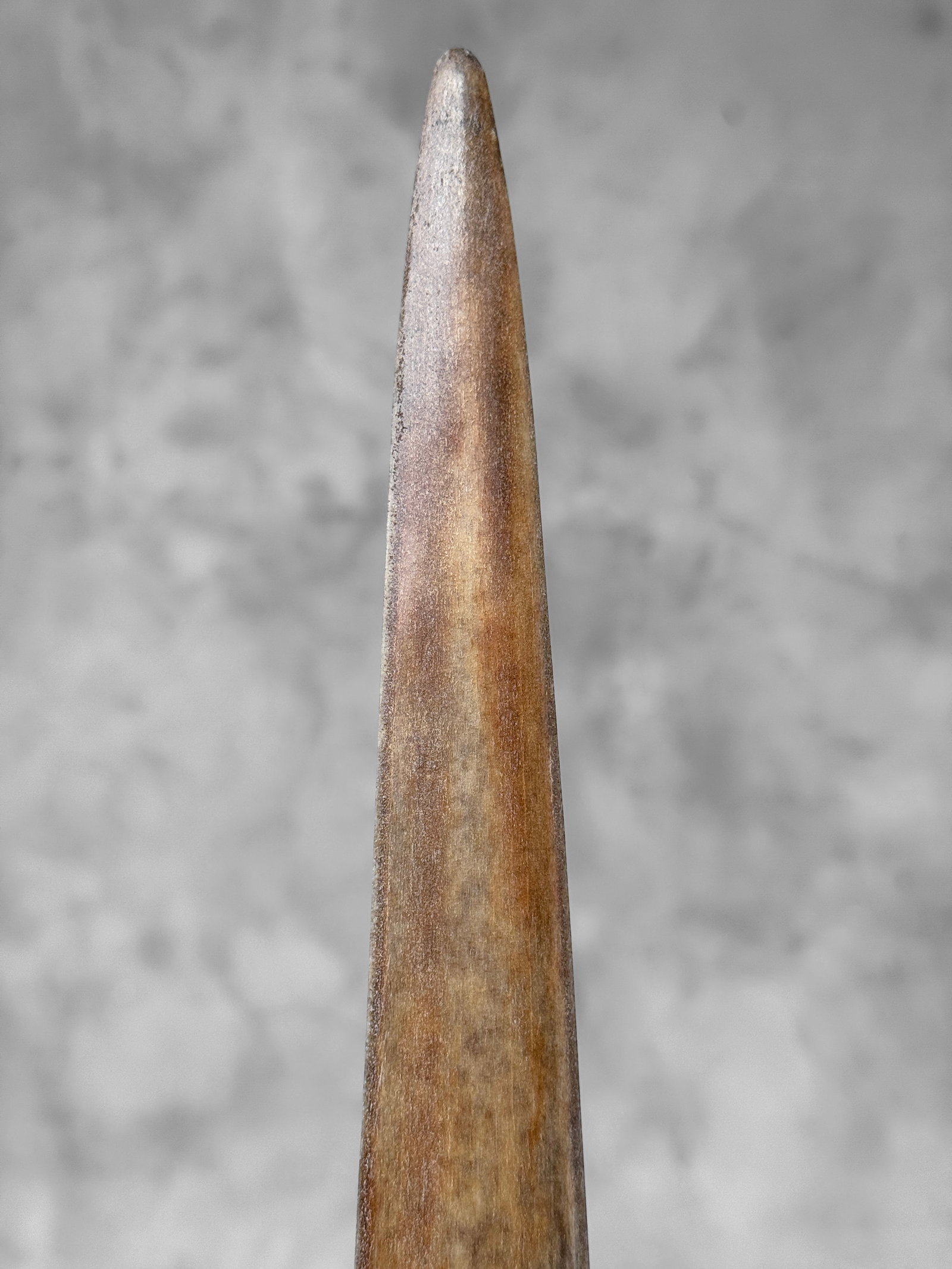 Swordfish tusk with stand - 7