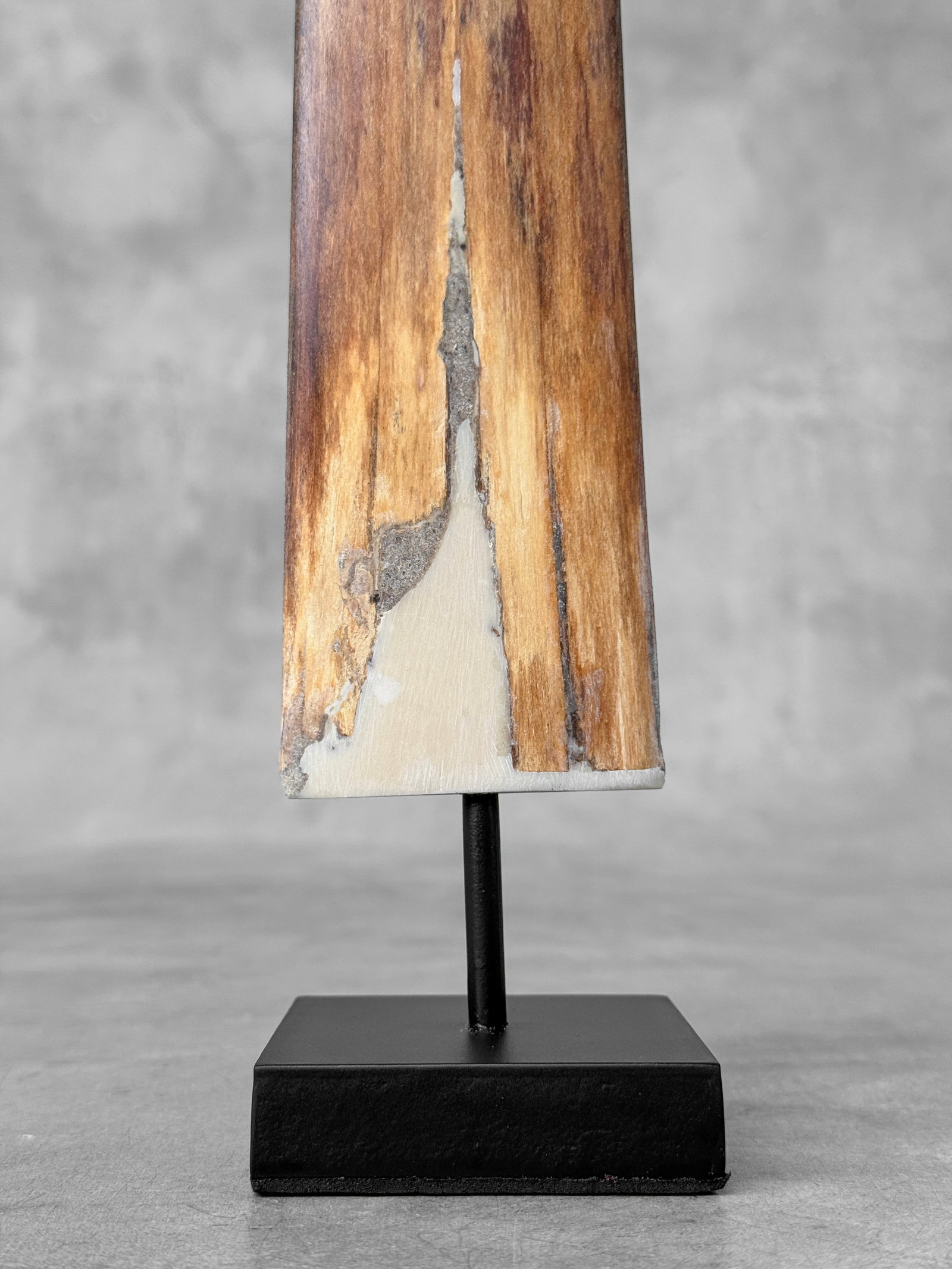 Swordfish tusk with stand - 8