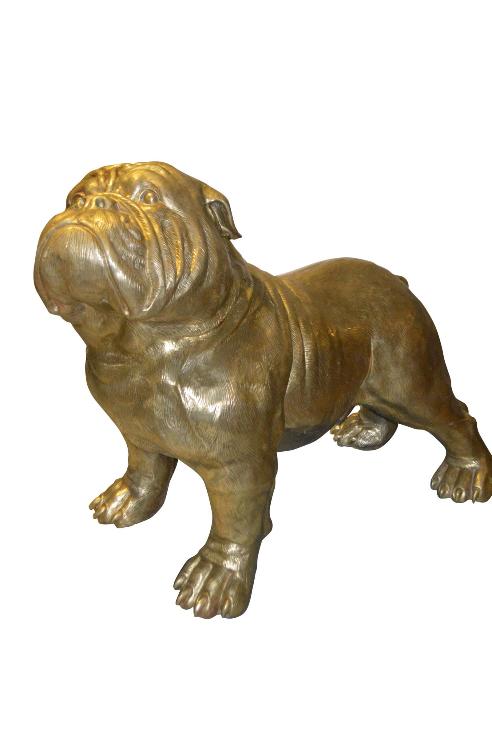 Gold Bulldog Giant Bronze Statue - Size: 62"L x 26"W x 44"H.: Title:Gold Bulldog Giant Bronze Statue - Size: 62"L x 26"W x 44"H. Description:Enjoy this Giant size bronze statue of a Bulldog AKA British Bulldog. British Bulldogs is a muscular, hefty dog with a wr