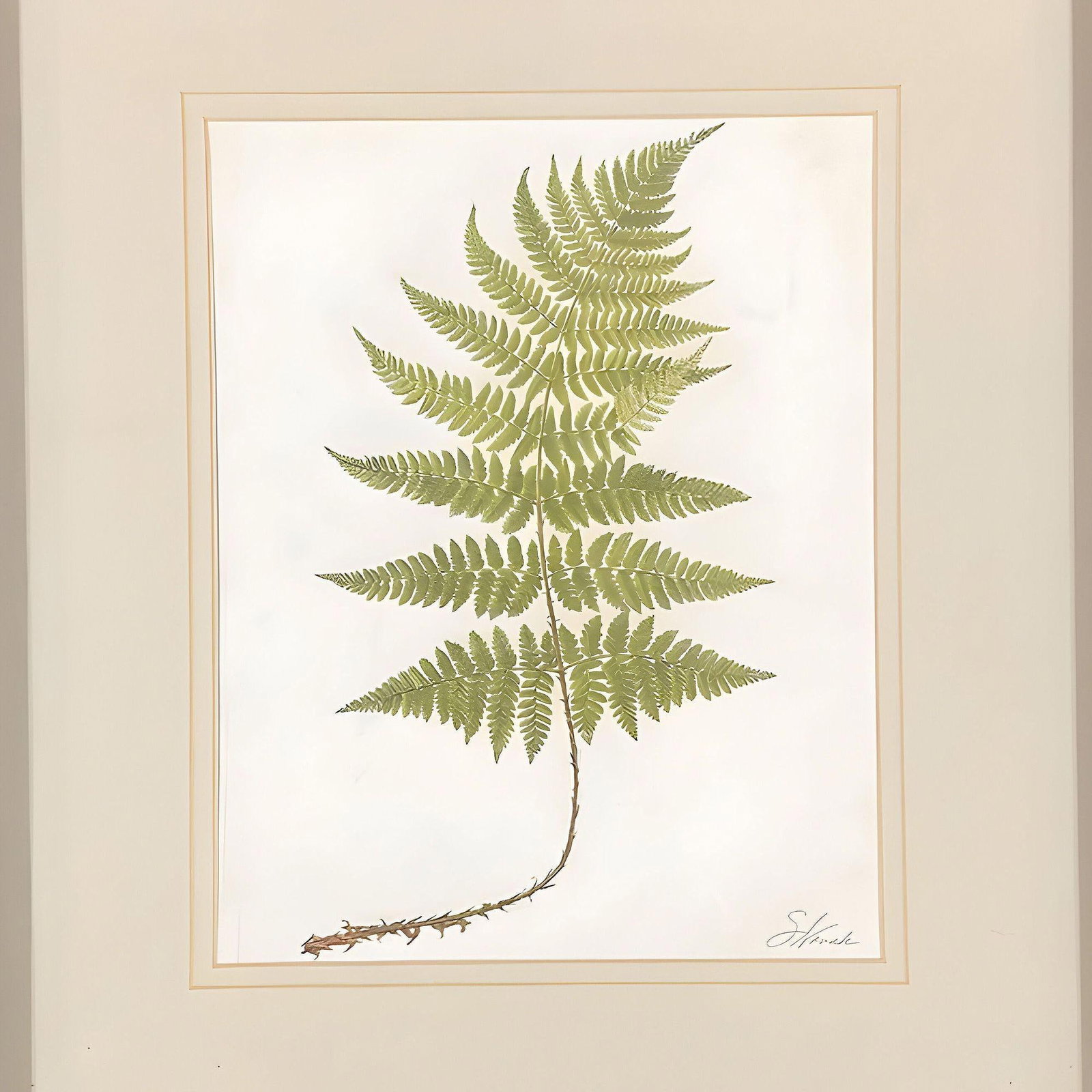 Victorian 1885 English Chromolithograph Fern Pair, Framed - 3