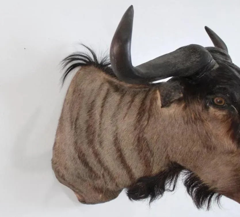 1950s African Wildebeast Head Bust - 10