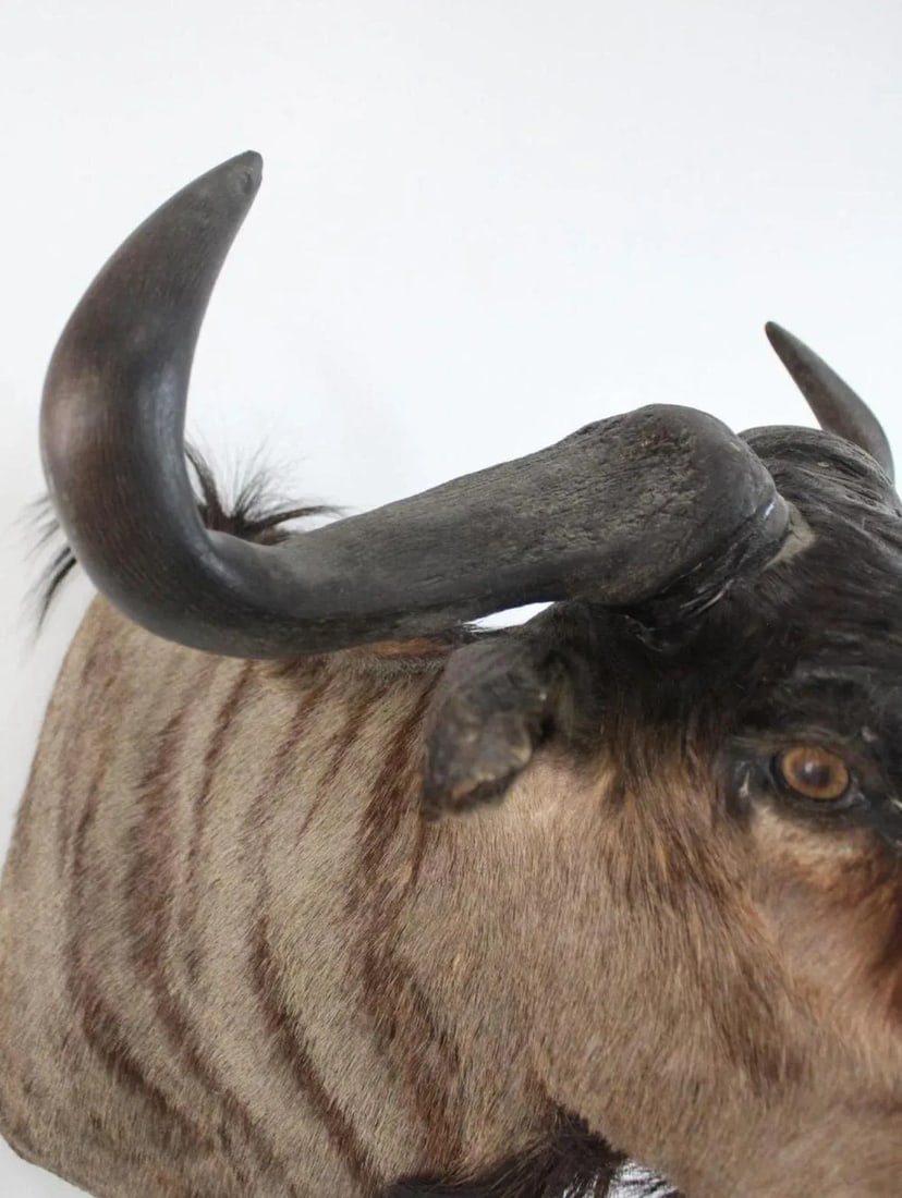 1950s African Wildebeast Head Bust - 11