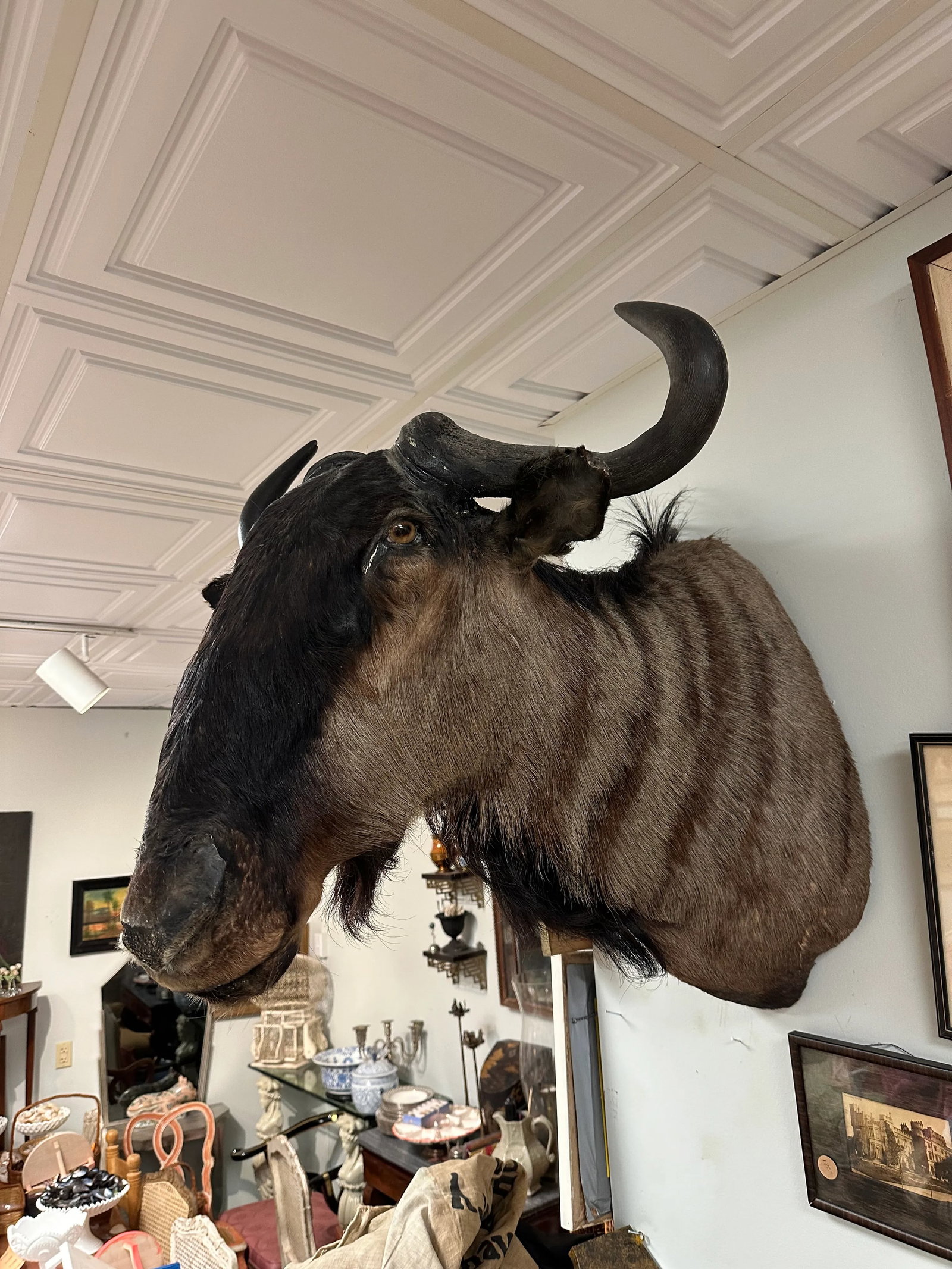 1950s African Wildebeast Head Bust - 12