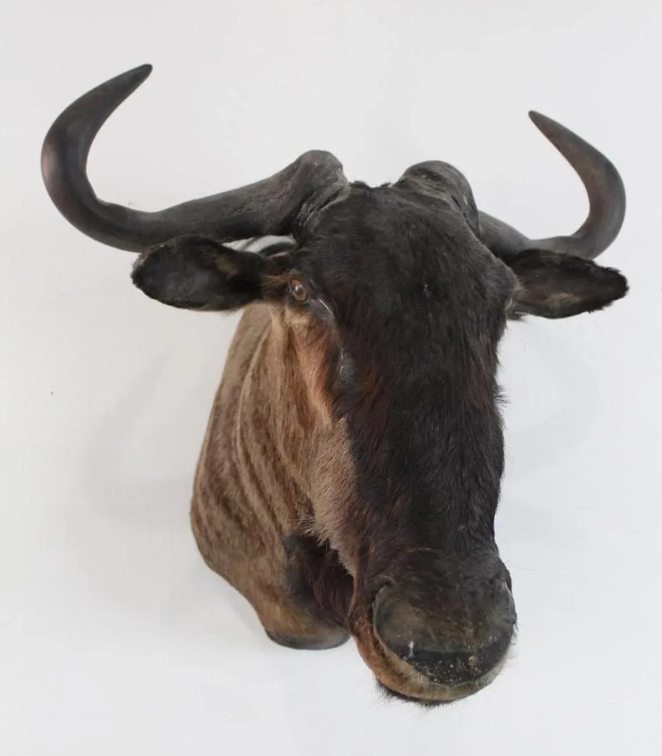 1950s African Wildebeast Head Bust - 2