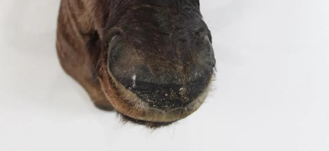 1950s African Wildebeast Head Bust - 4