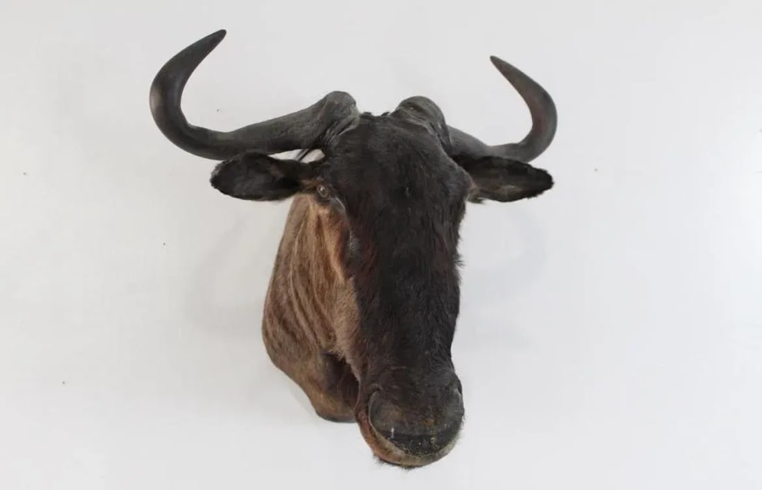 1950s African Wildebeast Head Bust - 5