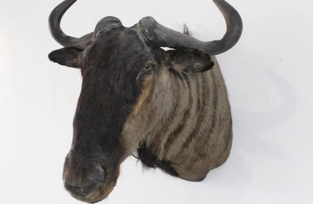 1950s African Wildebeast Head Bust - 6