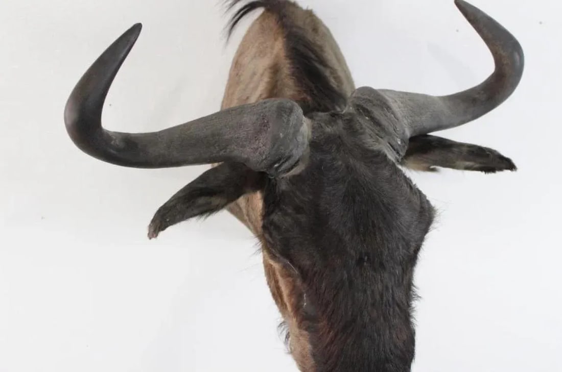 1950s African Wildebeast Head Bust - 7