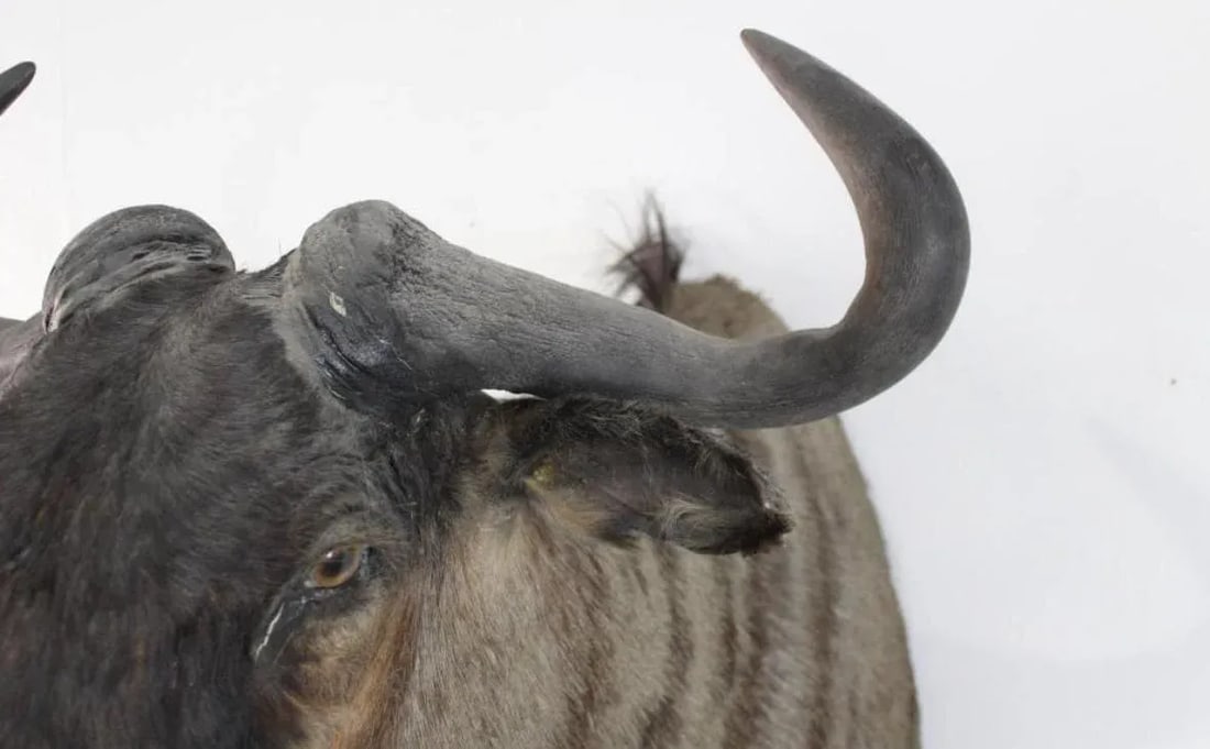 1950s African Wildebeast Head Bust - 8