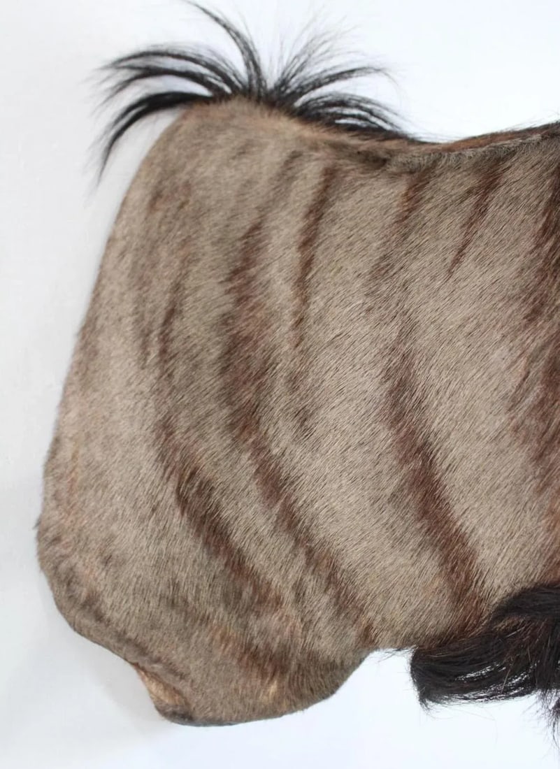 1950s African Wildebeast Head Bust - 9