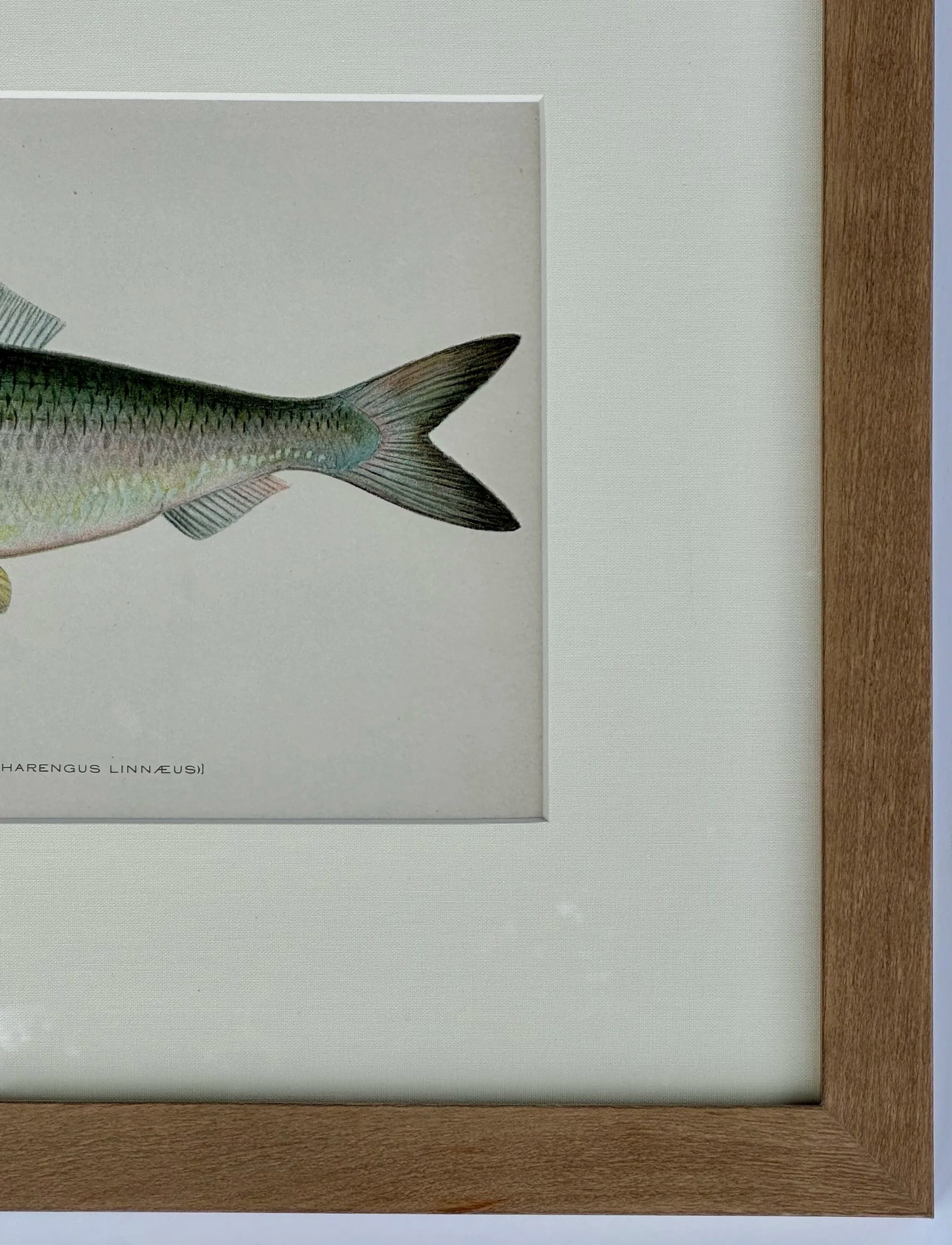 20th Century Sea Herring Print, Framed - 3
