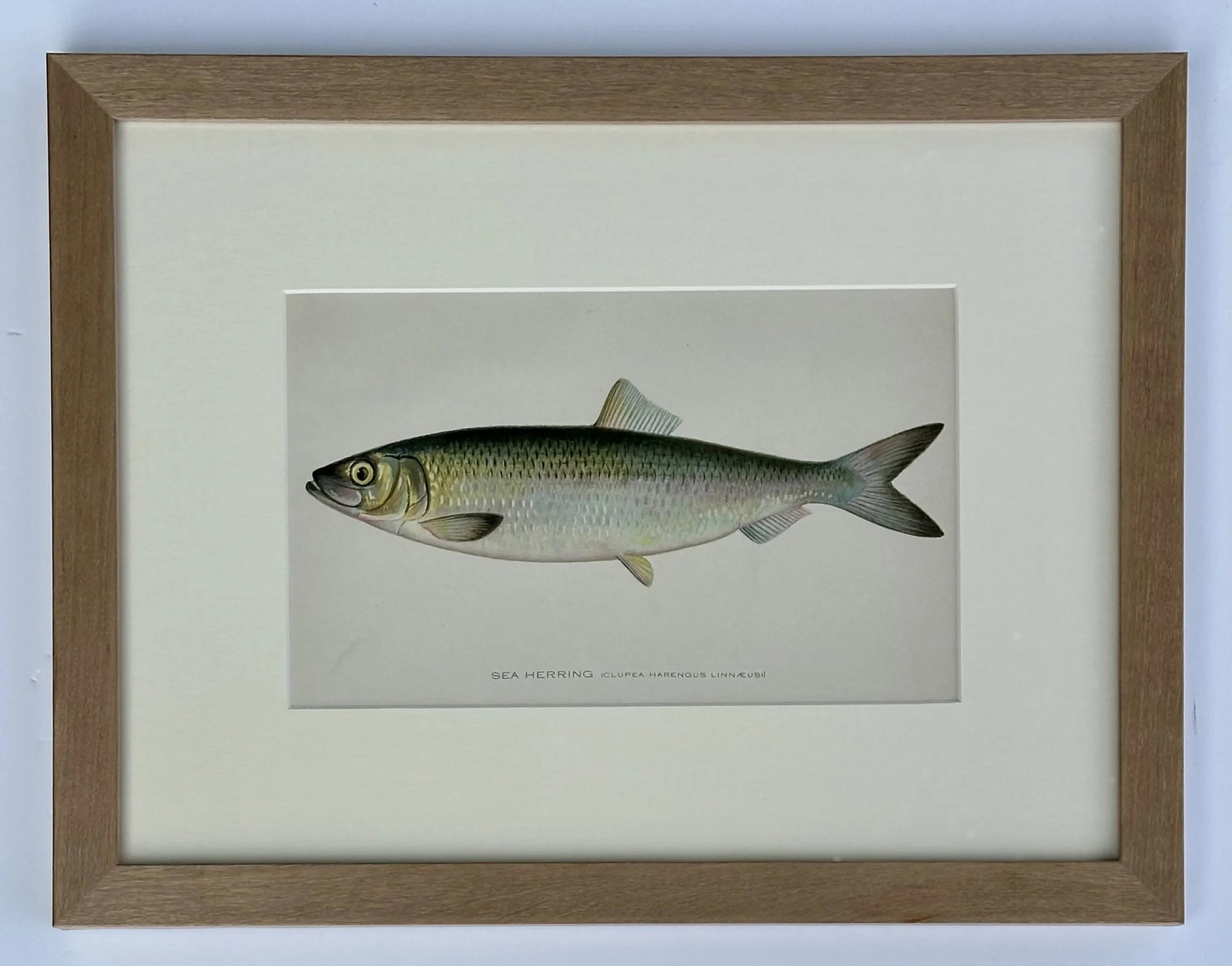 20th Century Sea Herring Print, Framed - 4