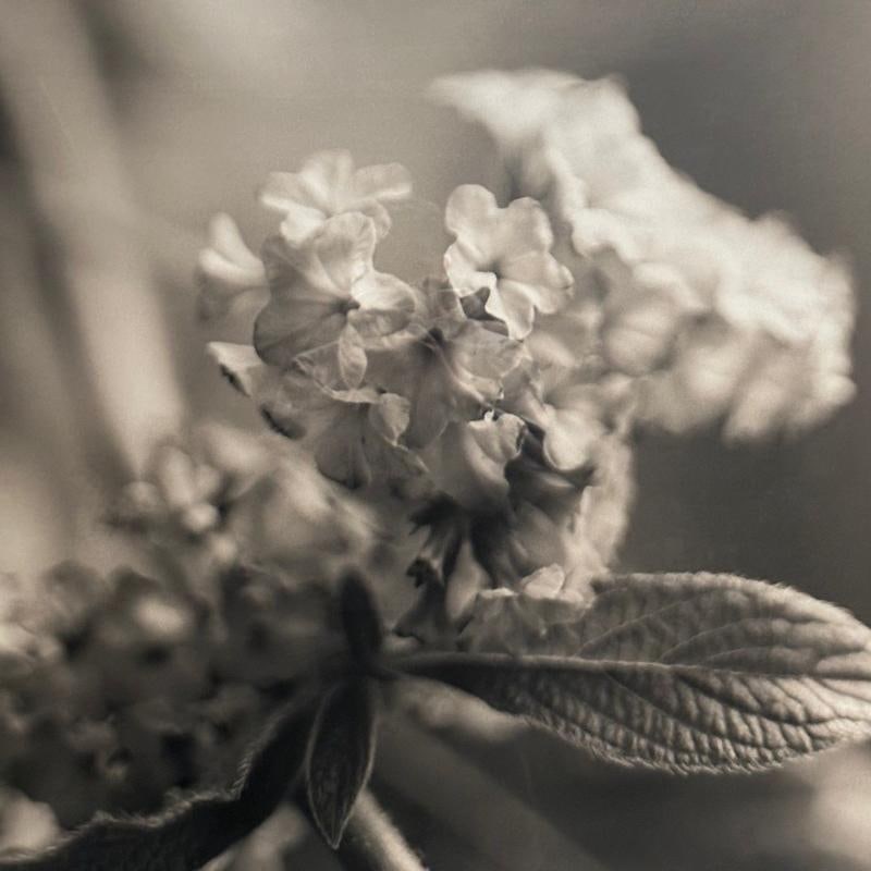 Modern, Large Black and White Photographs, Floral Still Life, Framed, 1990s - 10