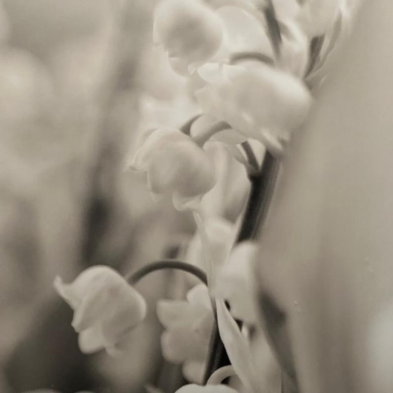 Modern, Large Black and White Photographs, Floral Still Life, Framed, 1990s - 12