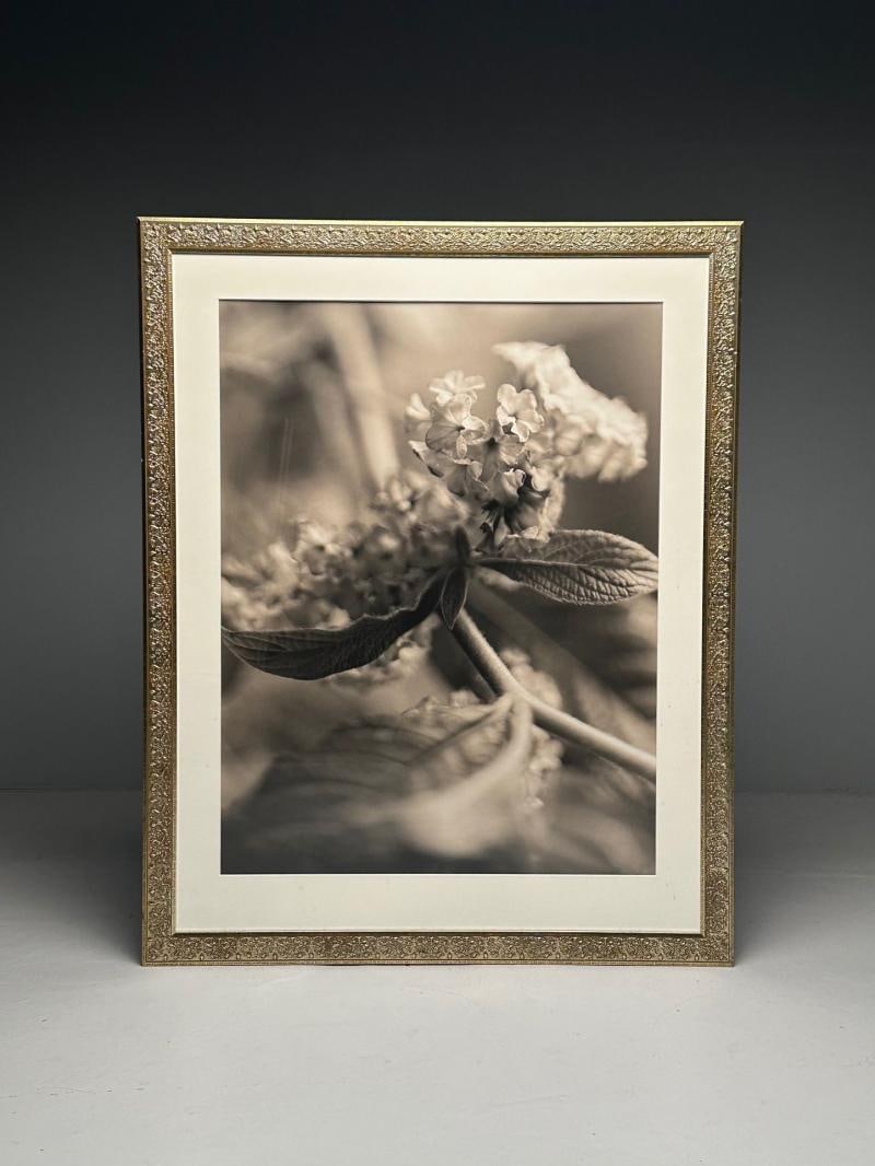 Modern, Large Black and White Photographs, Floral Still Life, Framed, 1990s - 5