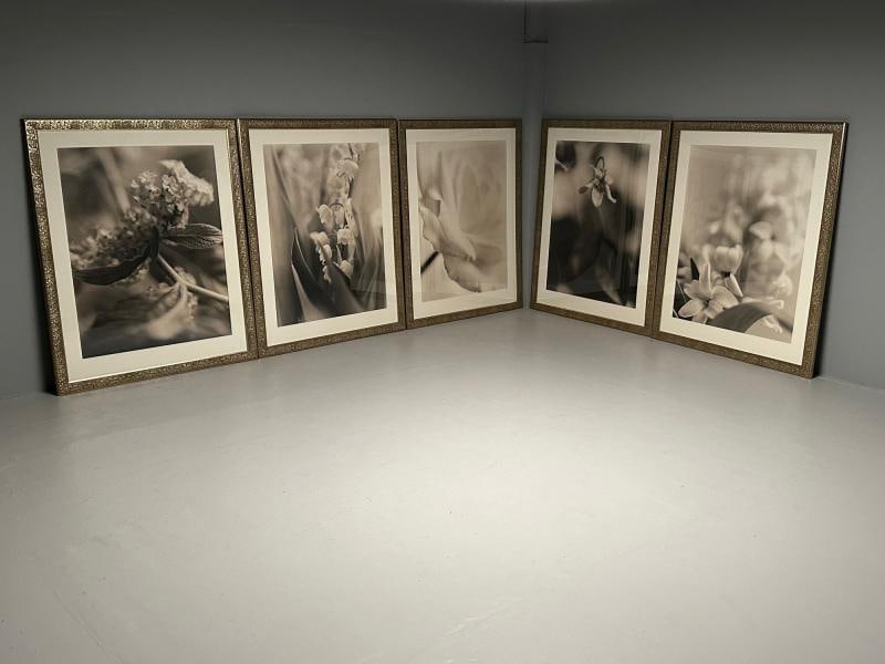 Modern, Large Black and White Photographs, Floral Still Life, Framed, 1990s - 7