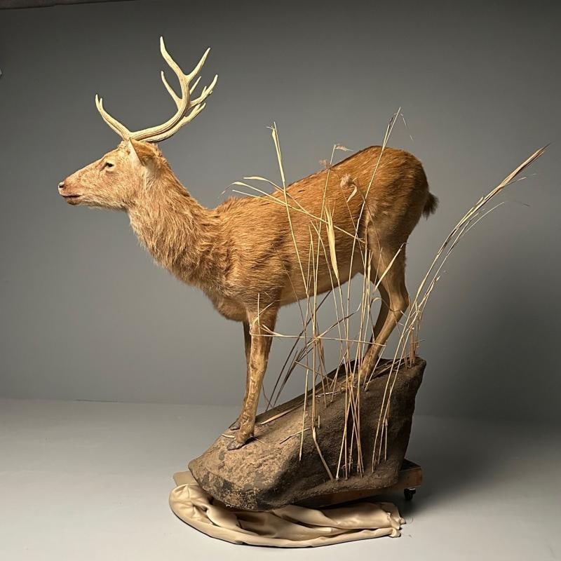 Life-Size Taxidermy Full Body Deer on Faux ConcreteBase, Barasingha - 10