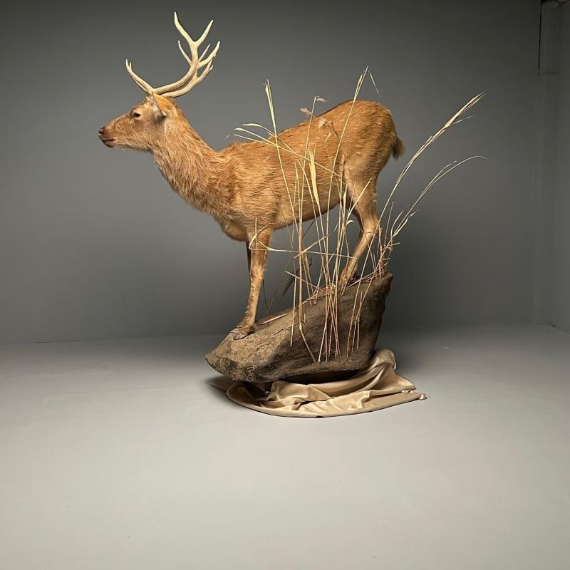 Life-Size Taxidermy Full Body Deer on Faux ConcreteBase, Barasingha - 11