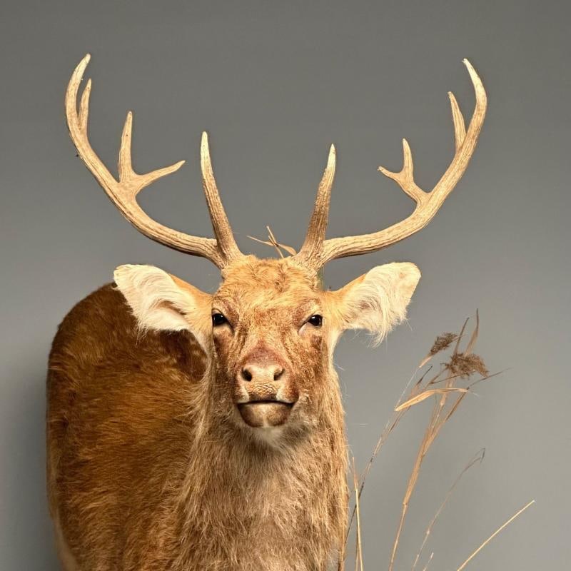 Life-Size Taxidermy Full Body Deer on Faux ConcreteBase, Barasingha - 12