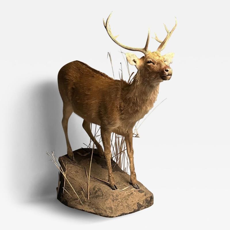 Life-Size Taxidermy Full Body Deer on Faux ConcreteBase, Barasingha: Title: Life-Size Taxidermy Full Body Deer on Faux ConcreteBase, Barasingha Description: Life-Size Taxidermy Full Body Deer on Faux Concrete Base, Barasingha Large and Impressive Full Body Barasingha (