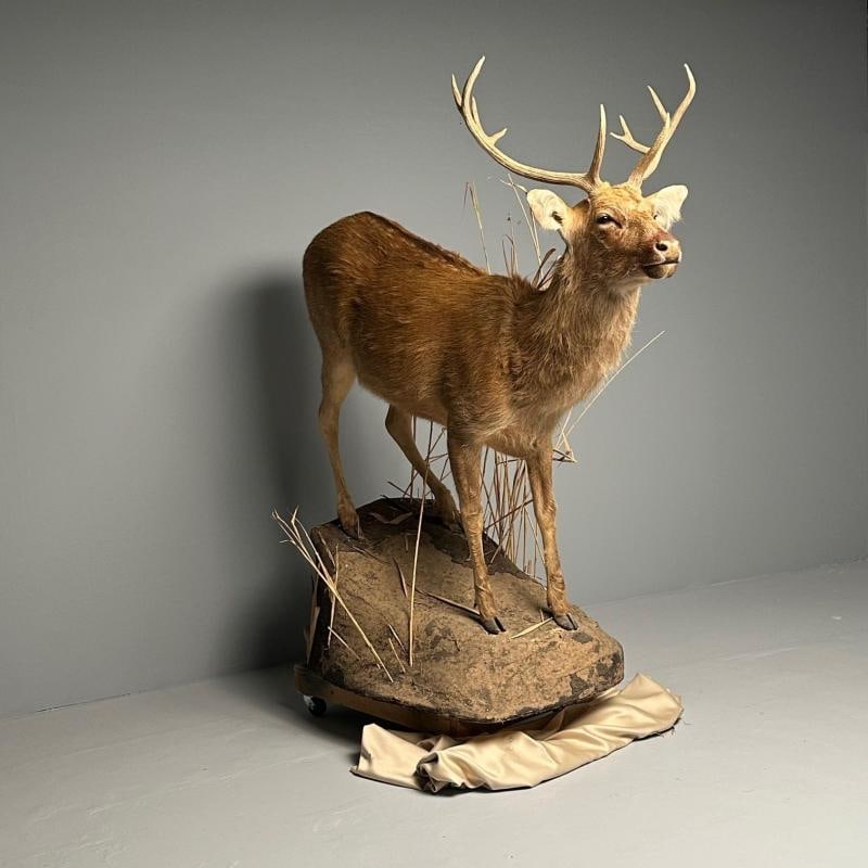 Life-Size Taxidermy Full Body Deer on Faux ConcreteBase, Barasingha - 2
