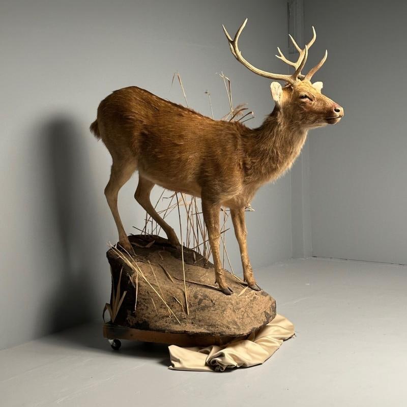 Life-Size Taxidermy Full Body Deer on Faux ConcreteBase, Barasingha - 3