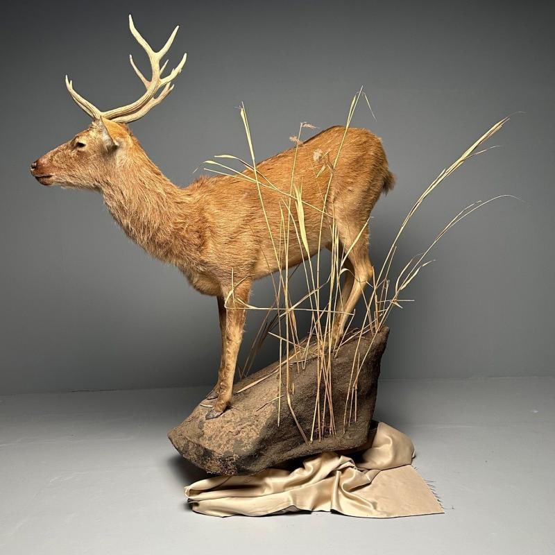 Life-Size Taxidermy Full Body Deer on Faux ConcreteBase, Barasingha - 4