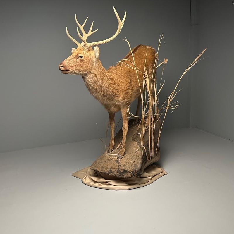 Life-Size Taxidermy Full Body Deer on Faux ConcreteBase, Barasingha - 5