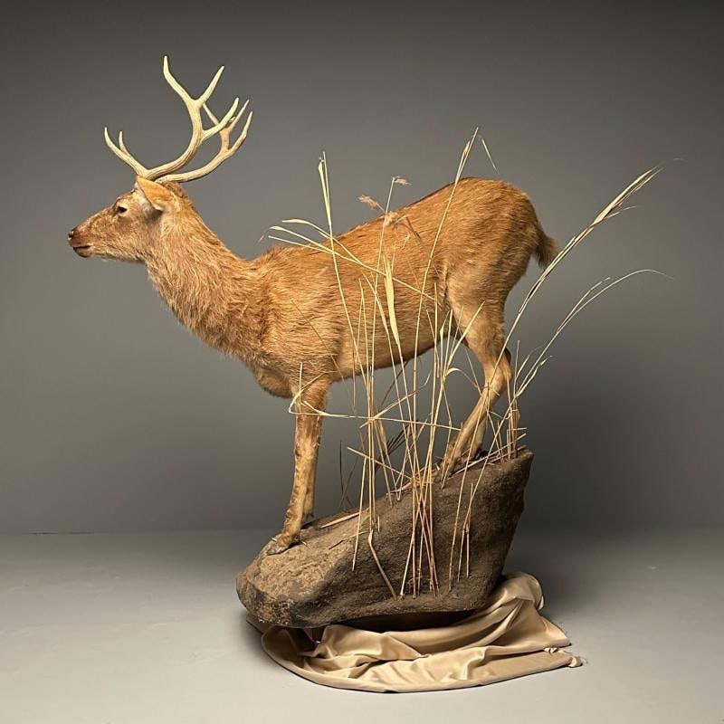 Life-Size Taxidermy Full Body Deer on Faux ConcreteBase, Barasingha - 6