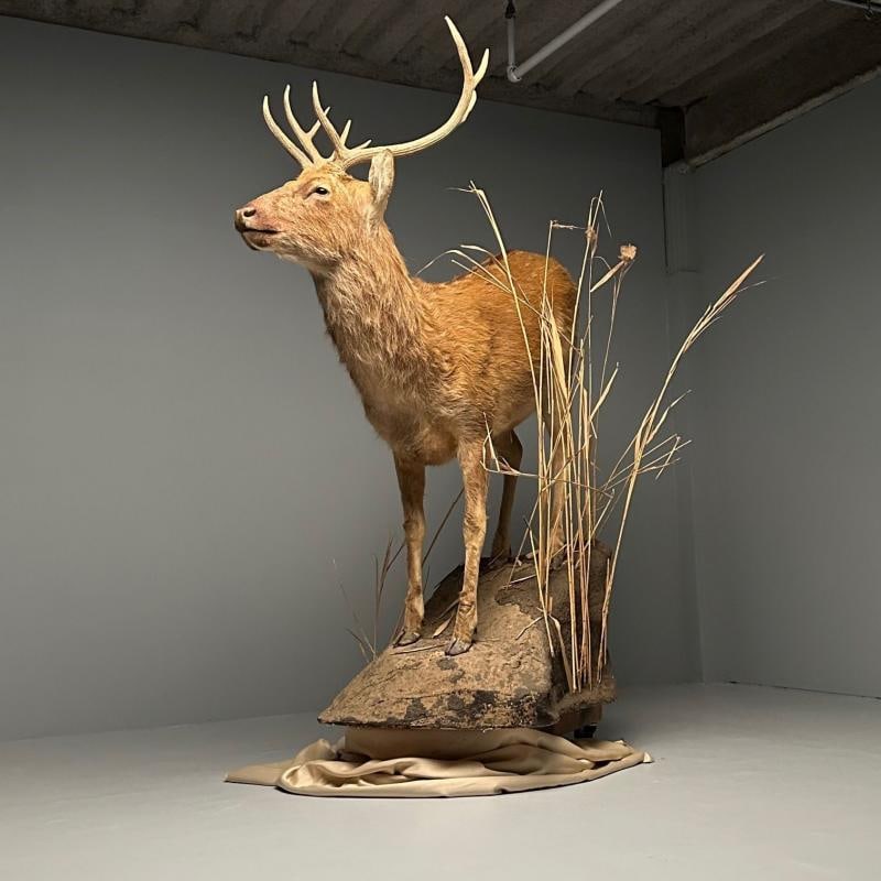Life-Size Taxidermy Full Body Deer on Faux ConcreteBase, Barasingha - 7