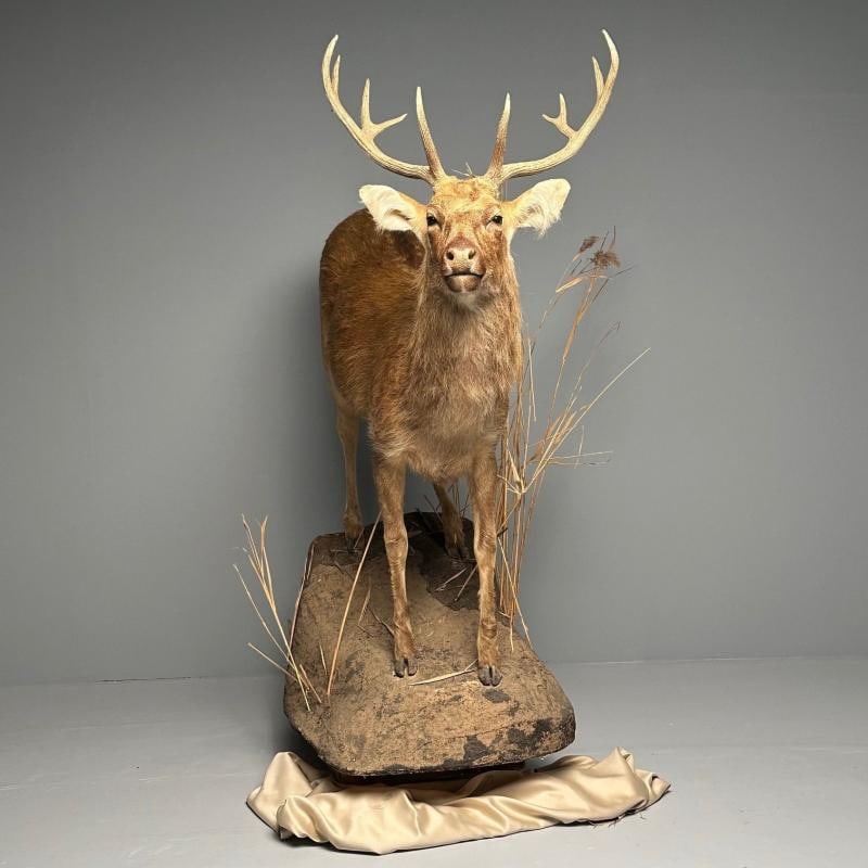 Life-Size Taxidermy Full Body Deer on Faux ConcreteBase, Barasingha - 8
