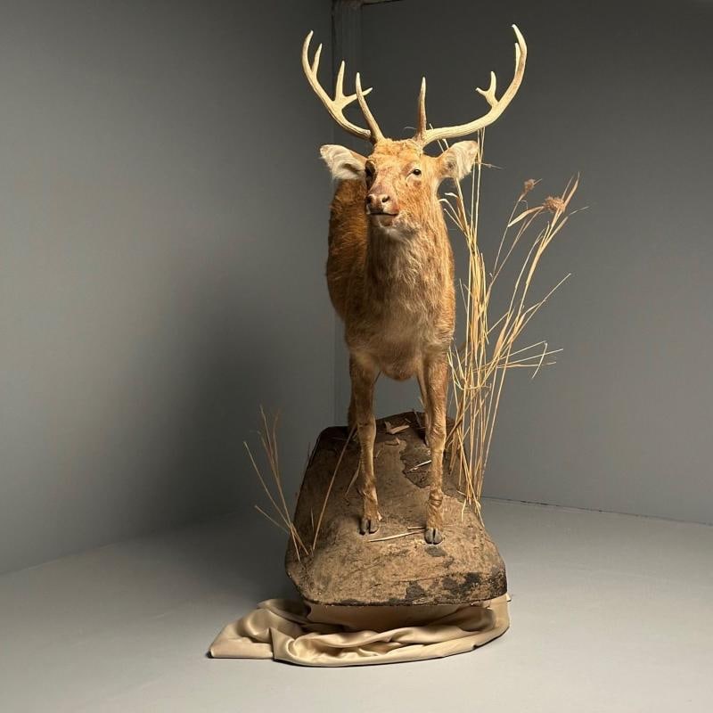 Life-Size Taxidermy Full Body Deer on Faux ConcreteBase, Barasingha - 9