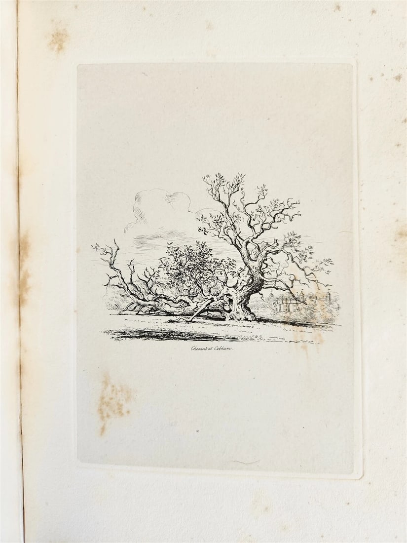 1831 SYLVA BRITANNICA or Portraits of Forest Trees antique ILLUSTRATED - 10