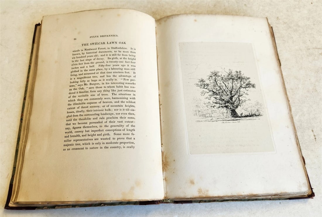 1831 SYLVA BRITANNICA or Portraits of Forest Trees antique ILLUSTRATED - 19