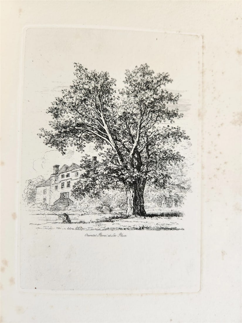 1831 SYLVA BRITANNICA or Portraits of Forest Trees antique ILLUSTRATED - 8