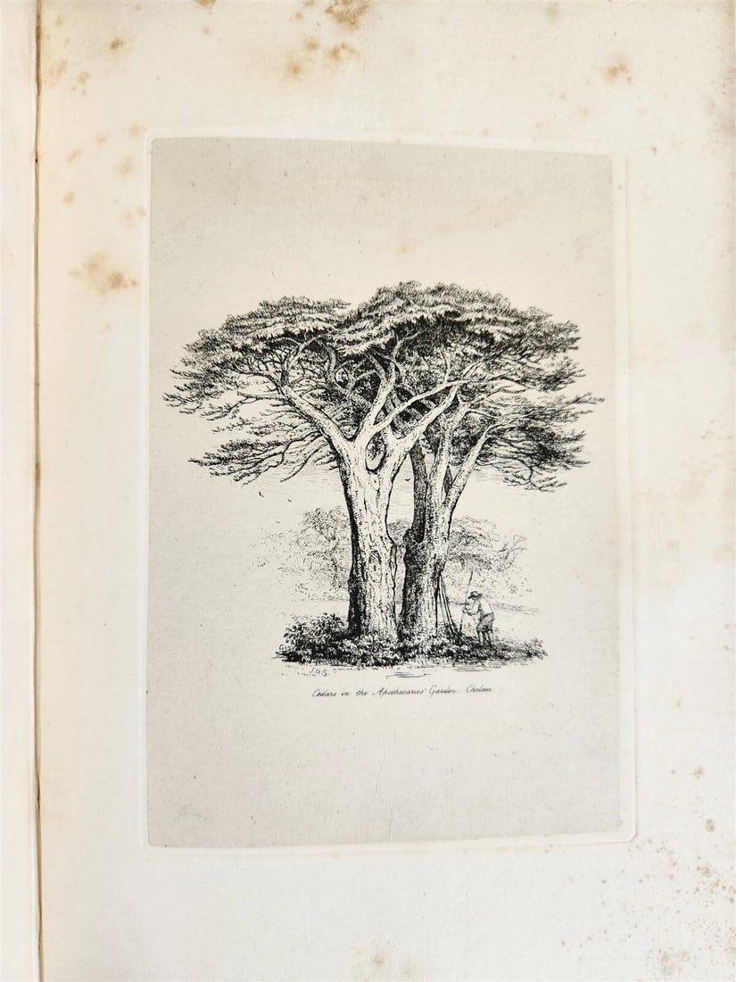1831 SYLVA BRITANNICA or Portraits of Forest Trees antique ILLUSTRATED - 9