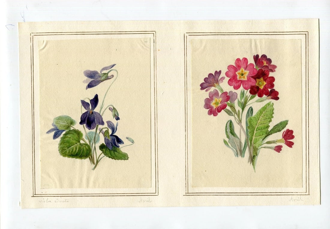 French Pencil Drawing Bouquet of Aviola Adonita Flowers Antique: Title: French Pencil Drawing Bouquet of Aviola Adonita Flowers Antique Description: Watercolor on paper 14 x 10 cm / 5.51 x 3.93 inches stick on paper Reserve: $120.00 Shipping: Domestic: Flat-rat