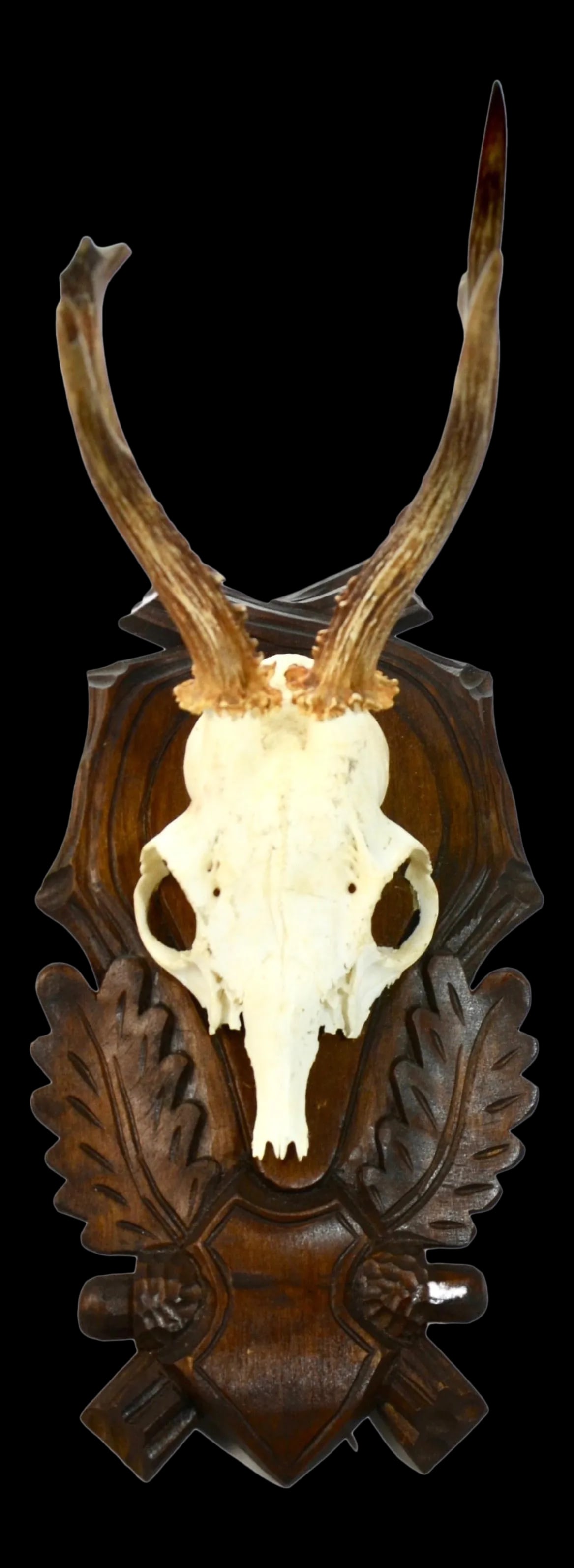 Carved Mount 15" European Roe Buck Antlers (1 of 6)